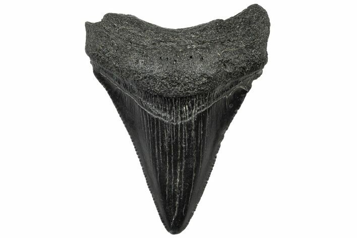 Serrated, Juvenile Megalodon Tooth - South Carolina #310488